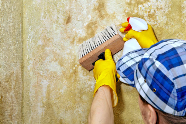 Best Mold Remediation for Vacation Homes  in Dasher, GA